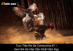 Cách Xem Đá Gà Trực Tuyến Đơn Giản, Nhanh Chóng Và Miễn Phí