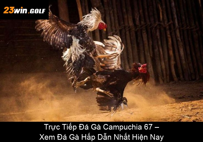 Trực Tiếp Đá Gà Campuchia 67 – Xem Đá Gà Hấp Dẫn Nhất Hiện Nay