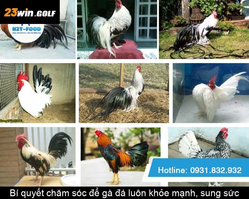 Bí quyết chăm sóc để gà đá luôn khỏe mạnh, sung sức