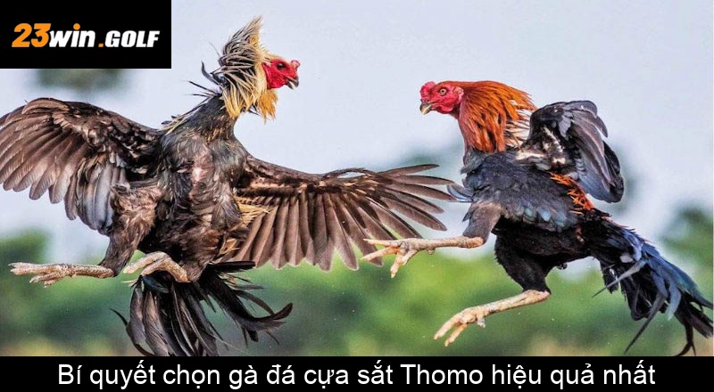 Bí quyết chọn gà đá cựa sắt Thomo hiệu quả nhất