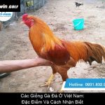 Các Giống Gà Đá Ở Việt Nam Đặc Điểm Và Cách Nhận Biết