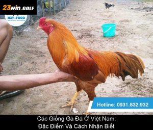 Cách Xem Đá Gà Trực Tuyến Đơn Giản, Nhanh Chóng Và Miễn Phí