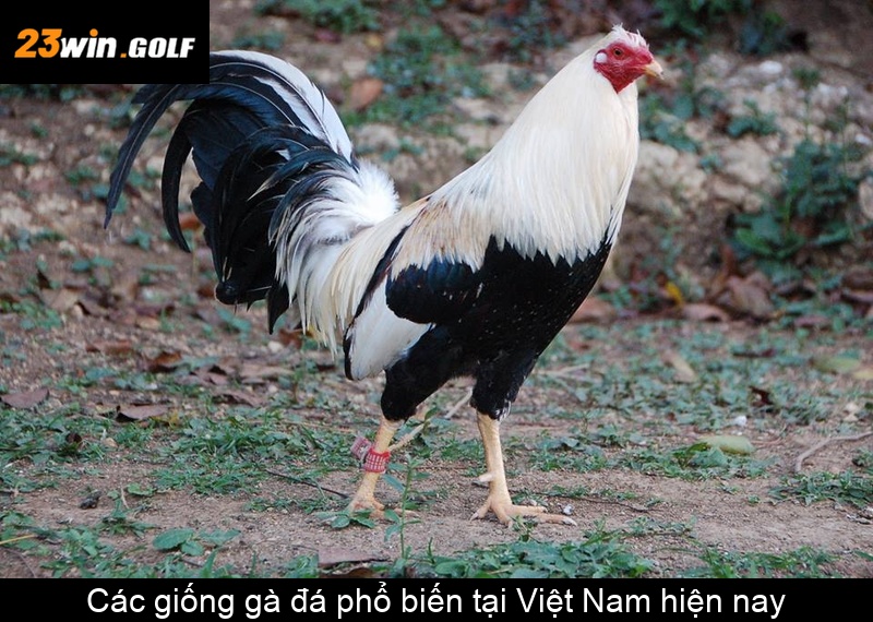 Các giống gà đá phổ biến tại Việt Nam hiện nay