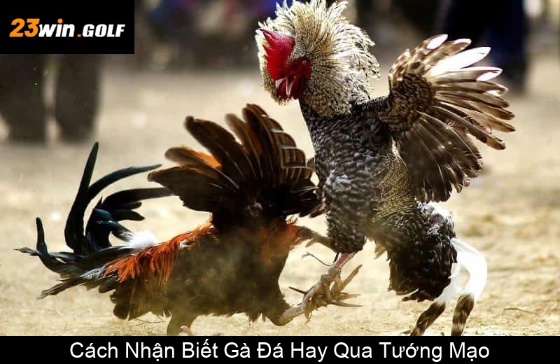 Cách Nhận Biết Gà Đá Hay Qua Tướng Mạo