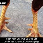 Cách Xem Chân Gà Đá Cựa Sắt Chuẩn Xác Từ Sư Kê Chuyên Nghiệp