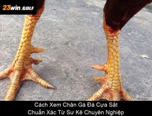 Cách Xem Đá Gà Trực Tuyến Đơn Giản, Nhanh Chóng Và Miễn Phí