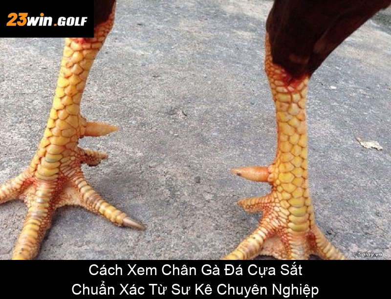 Cách Xem Chân Gà Đá Cựa Sắt Chuẩn Xác Từ Sư Kê Chuyên Nghiệp