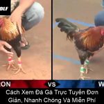 Cách Xem Đá Gà Trực Tuyến Đơn Giản, Nhanh Chóng Và Miễn Phí