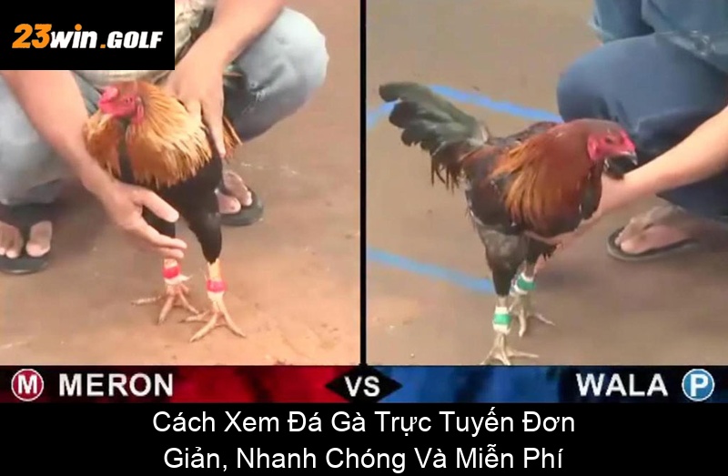 Cách Xem Đá Gà Trực Tuyến Đơn Giản, Nhanh Chóng Và Miễn Phí
