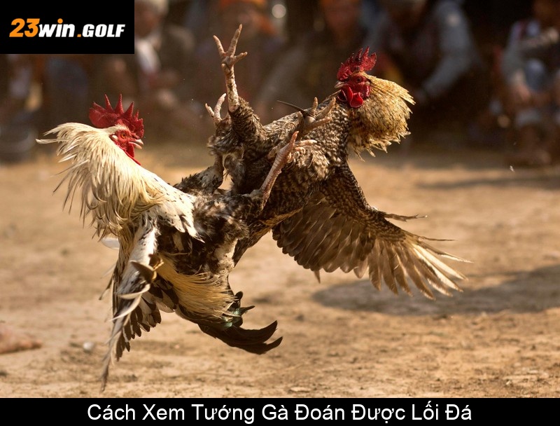 Cách Xem Tướng Gà Đoán Được Lối Đá