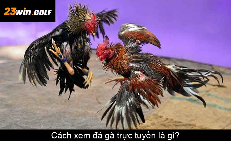 Cách xem đá gà trực tuyến là gì