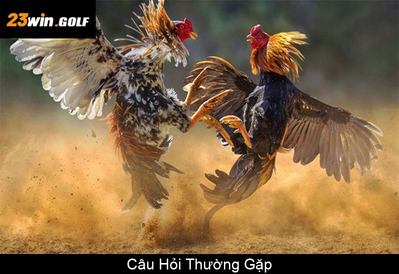 Câu Hỏi Thường Gặp