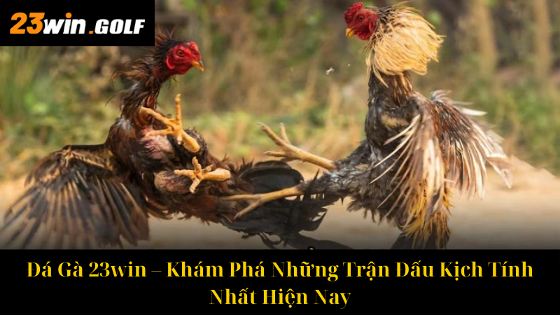 Đá Gà 23win – Khám Phá Những Trận Đấu Kịch Tính Nhất Hiện Nay