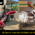 Đá Gà Tre C1 – Bí Quyết Xem Đá Gà Đỉnh Cao Mới Nhất 2025