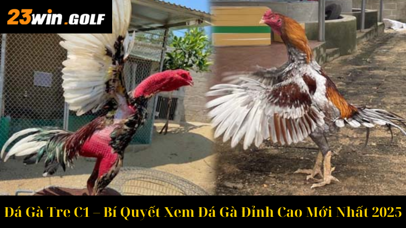 Đá Gà Tre C1 – Bí Quyết Xem Đá Gà Đỉnh Cao Mới Nhất 2025