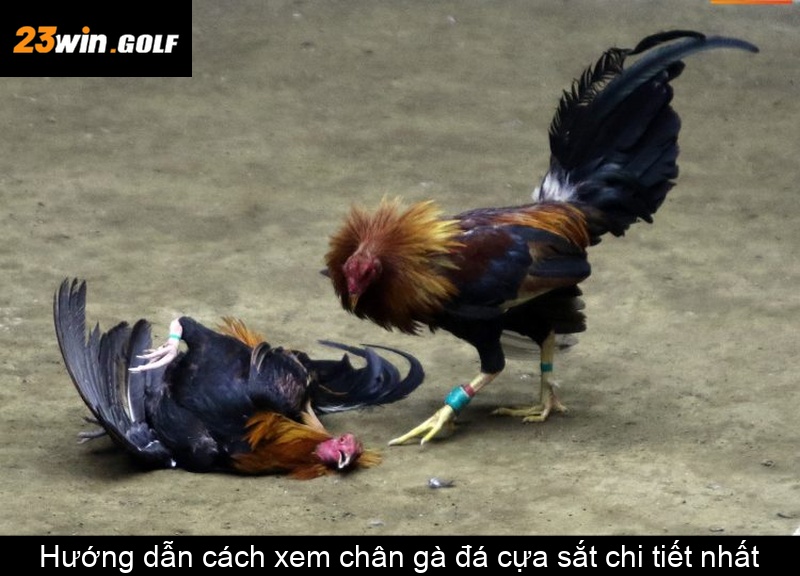 Hướng dẫn cách xem chân gà đá cựa sắt chi tiết nhất