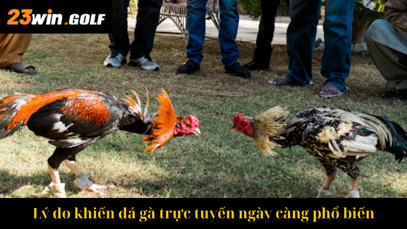 Lý do khiến đá gà trực tuyến ngày càng phổ biến
