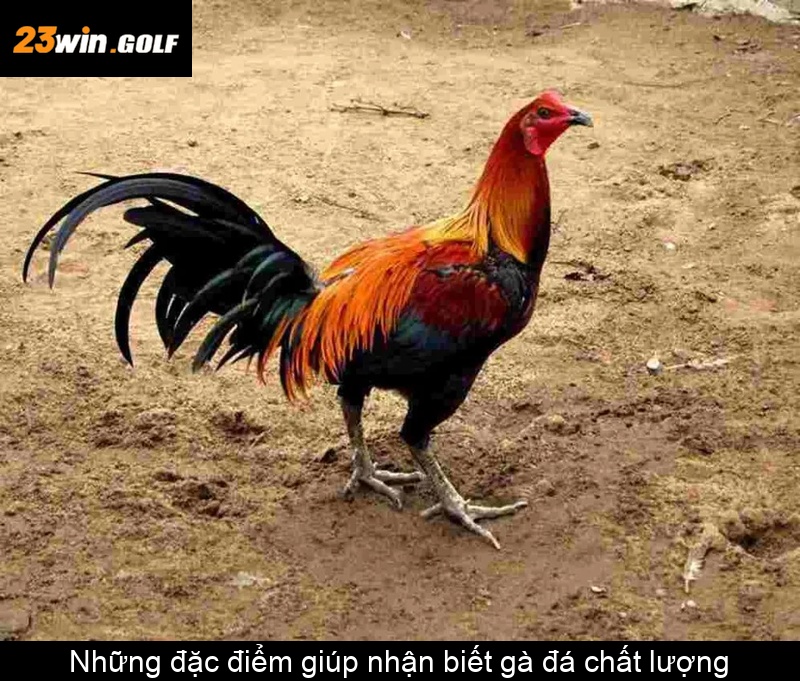 Những đặc điểm giúp nhận biết gà đá chất lượng