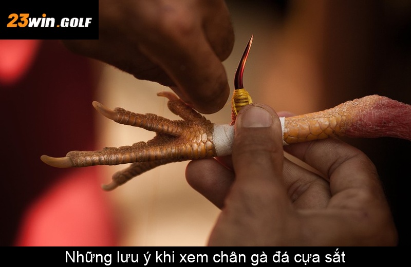 Những lưu ý khi xem chân gà đá cựa sắt
