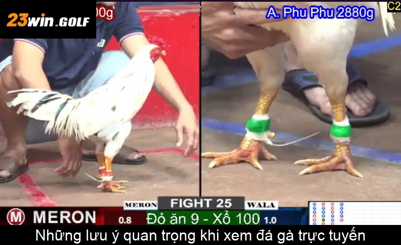 Những lưu ý quan trọng khi xem đá gà trực tuyến