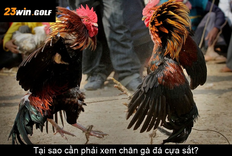 Tại sao cần phải xem chân gà đá cựa sắt