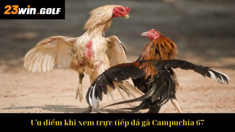 Ưu điểm khi xem trực tiếp đá gà Campuchia 67