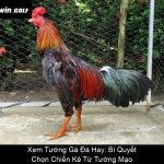Xem Tướng Gà Đá Hay Bí Quyết Chọn Chiến Kê Từ Tướng Mạo
