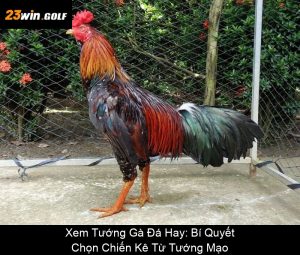 Cách Xem Đá Gà Trực Tuyến Đơn Giản, Nhanh Chóng Và Miễn Phí